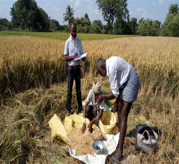 Warangal Urban District                                                                                                                                                                                                                                    - Crop Cutting Expts.,                                                                                                                                   - Paddy CCE                                                                                                                                                                                                                                                       - dt.02/11/2018          